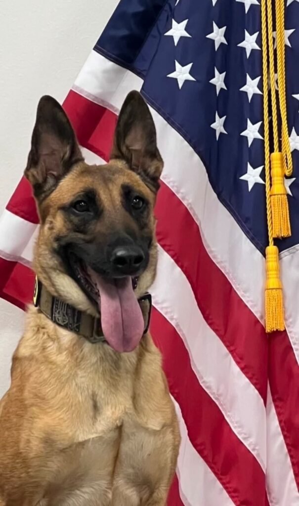 A Belgian Malinois beside the American flag