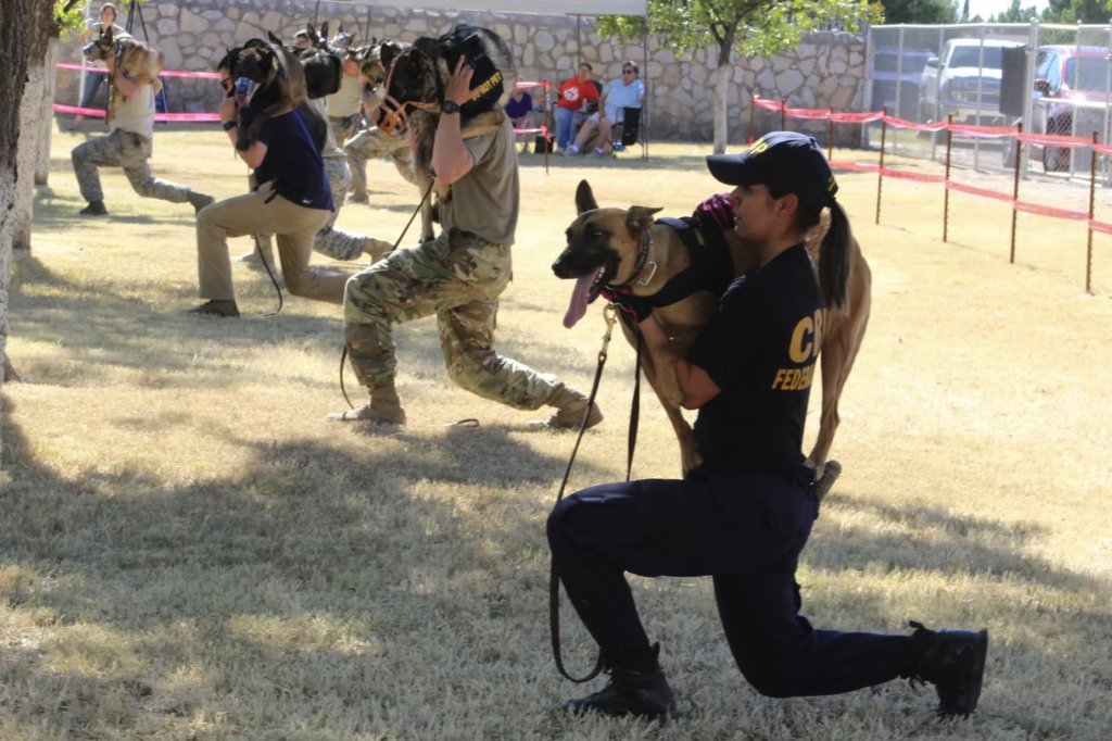 Four handlers working with a Belgian Malinois during a K9 demonstration