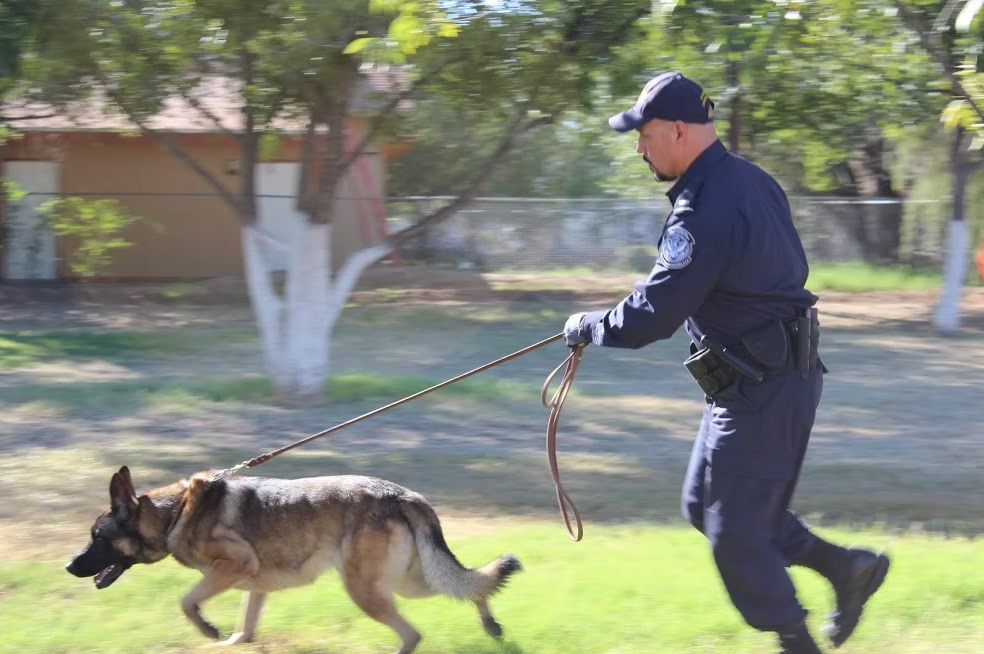 A handler leading a working dog during outdoor K9 training