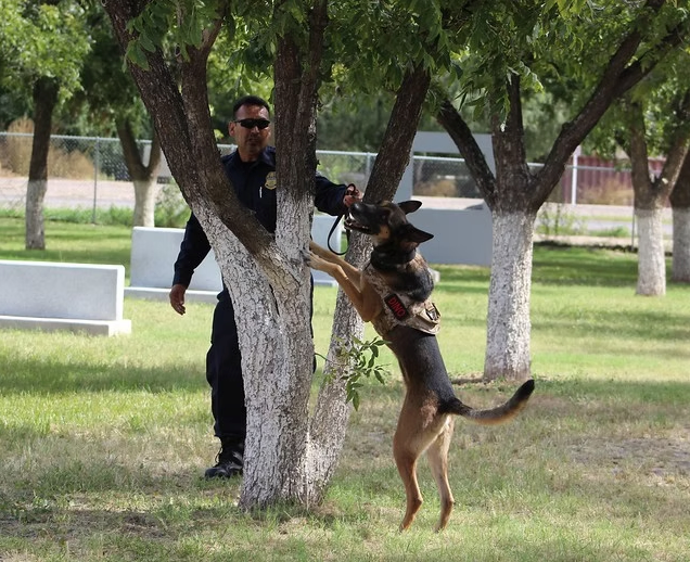 A K9 handler training a military working dog beside a tree