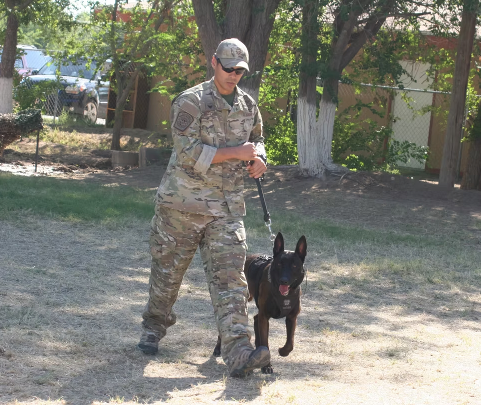 A soldier walking a military working dog on a lead