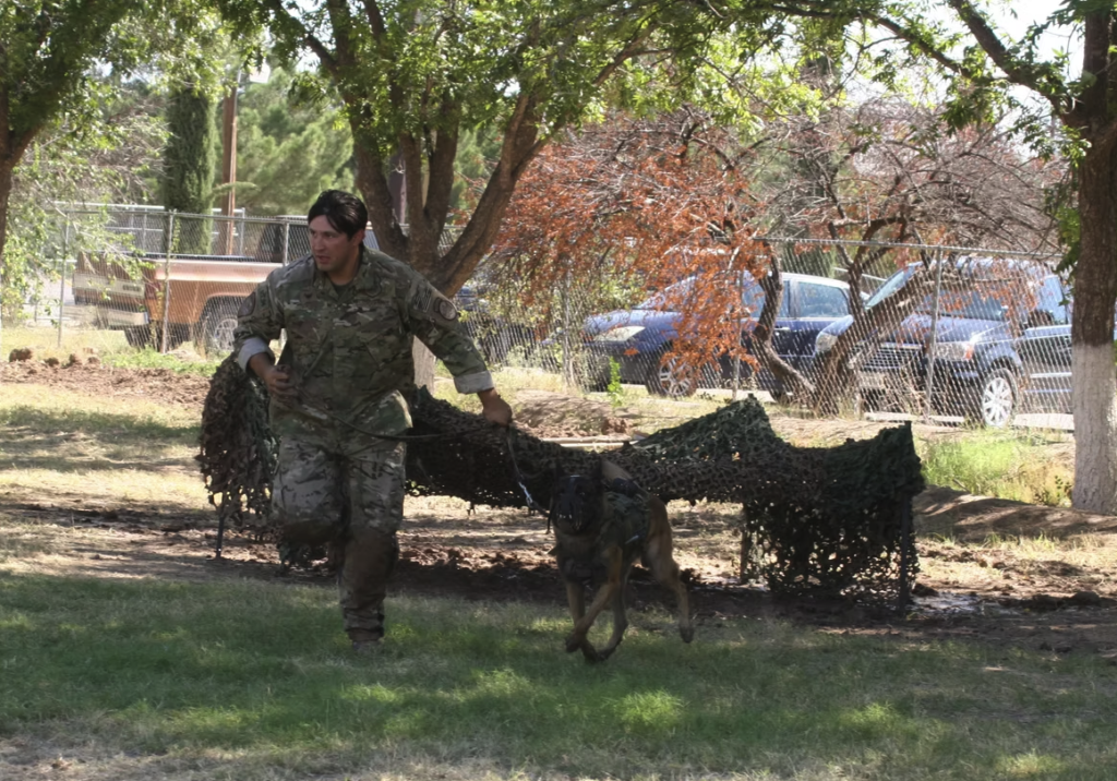 A soldier handling a working dog during a training demonstration
