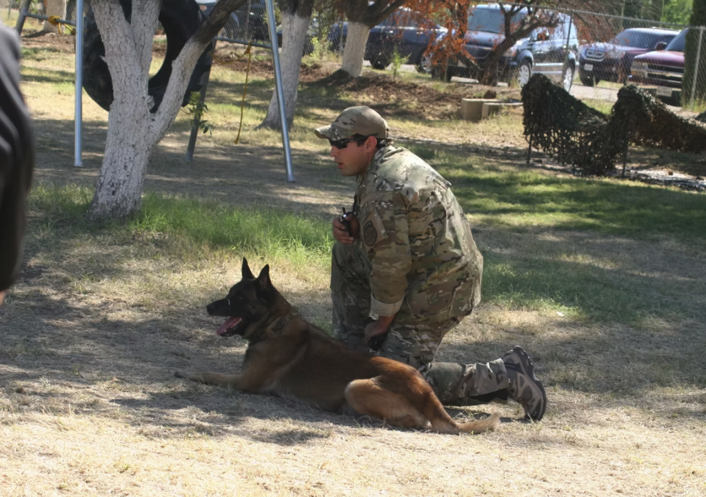 A handler kneeling with a military working dog during training